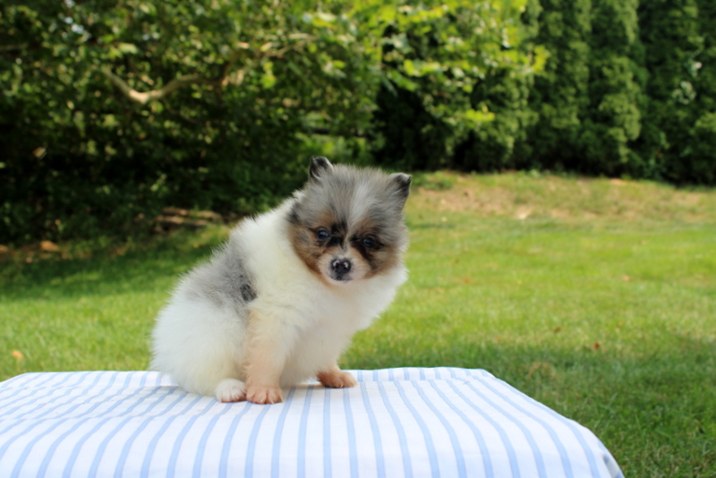 puppy, for, sale, Pomeranian, Matthew B. Stoltzfus, dog, breeder, Gap, PA, dog-breeder, puppy-for-sale, forsale, nearby, find, puppyfind, locator, puppylocator, aca